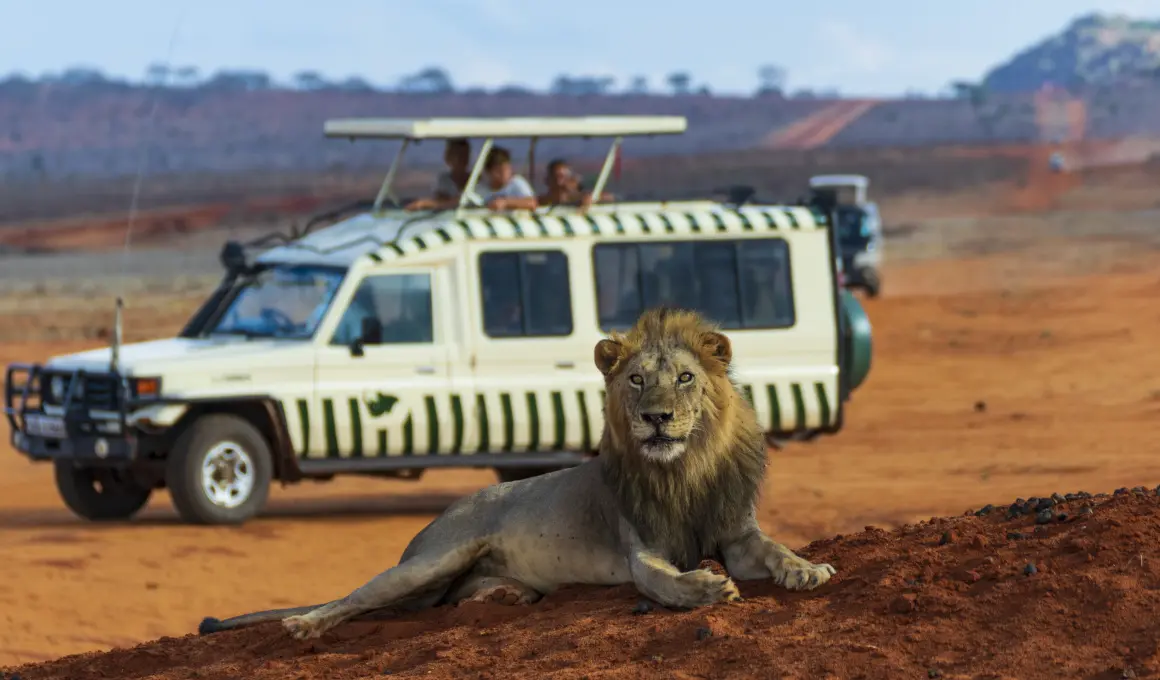 Afrika Safari in Kenia: Löwe vor einem Jeep