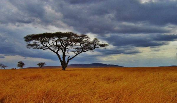 Bild eines Akazien Baumes auf Safari im Serengeti National Park, Tansania