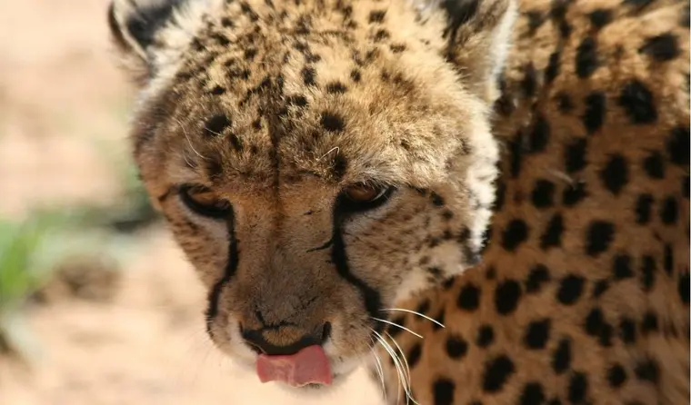 Afrika Reisen - Gepard 