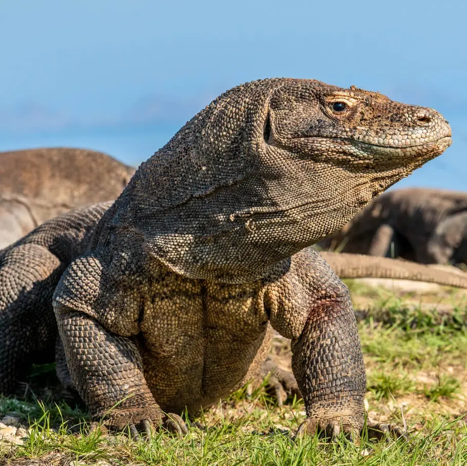 Komodowaran auf der Insel Rinca