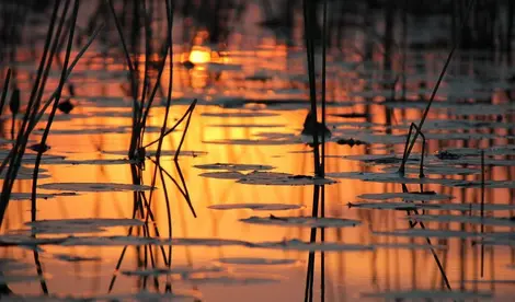 Afrika Reisen: Okavango Delta, Botswana