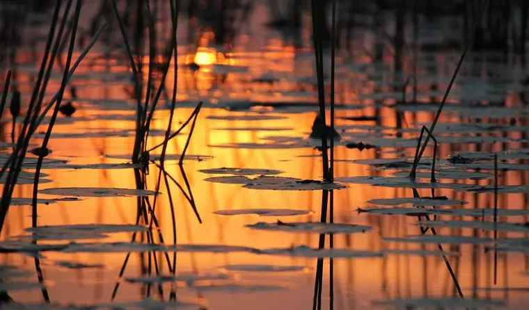Afrika Reisen: Okavango Delta, Botswana
