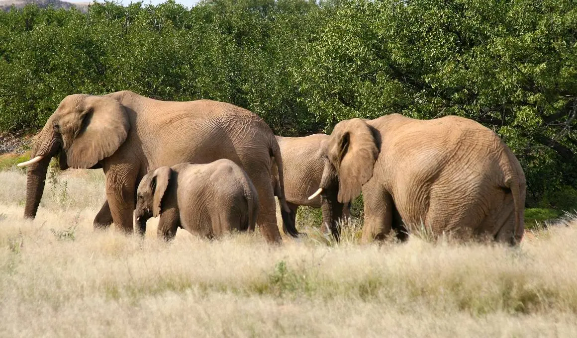 Afrika: Elefantenherde im Etosha Nationalpark, Namibia