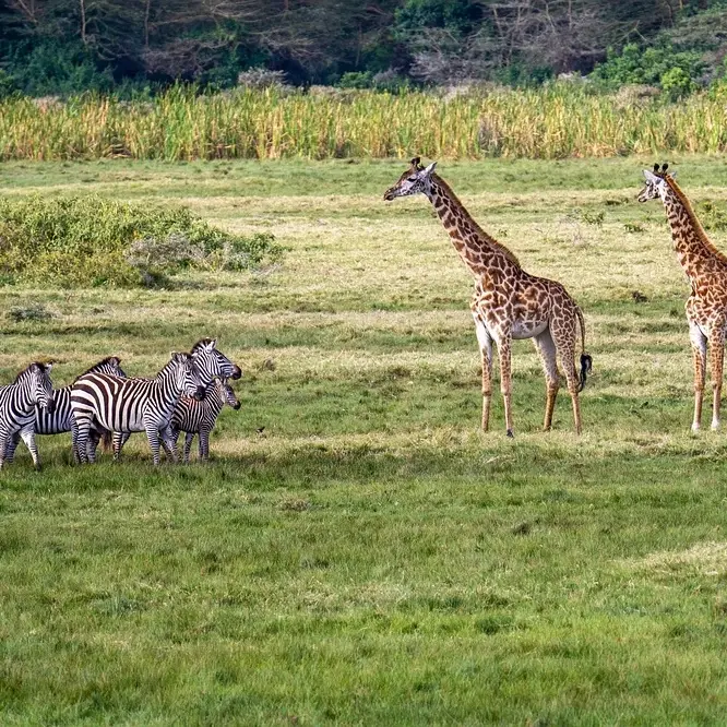 Tansania Safari-Reise