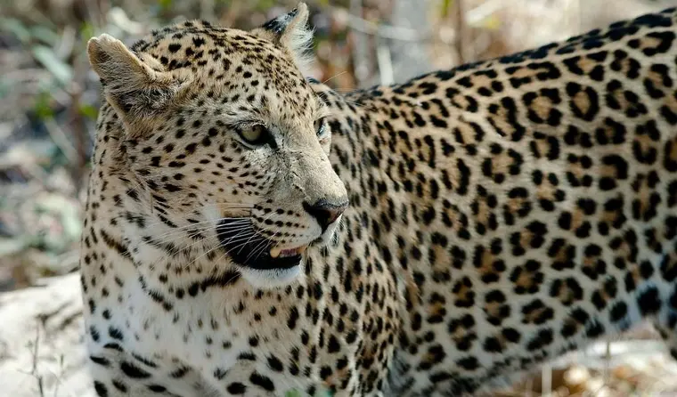 Afrika Reisen: Chobe National Park Botswana, Leopard
