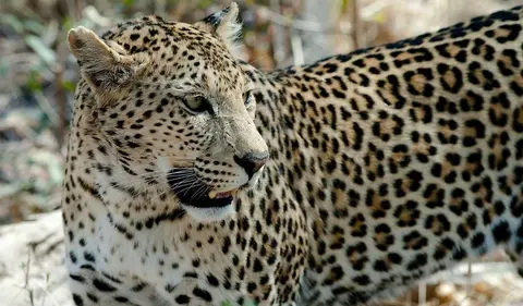 Afrika Reisen: Chobe National Park Botswana, Leopard