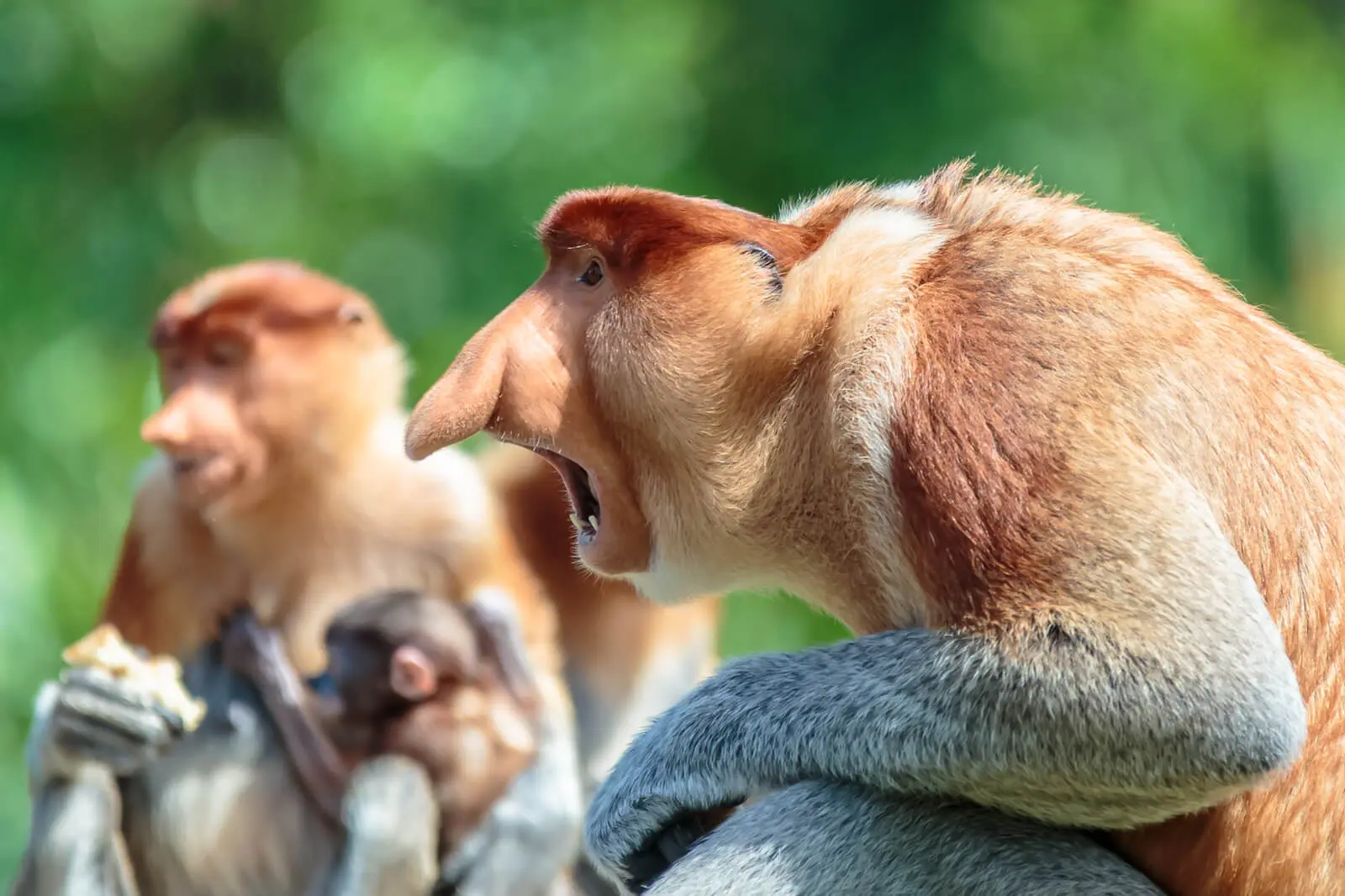 Nasenaffen, Borneo