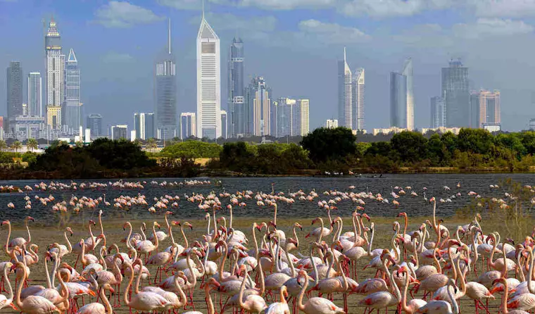 Dubai Reise - Skyline und Flamingos