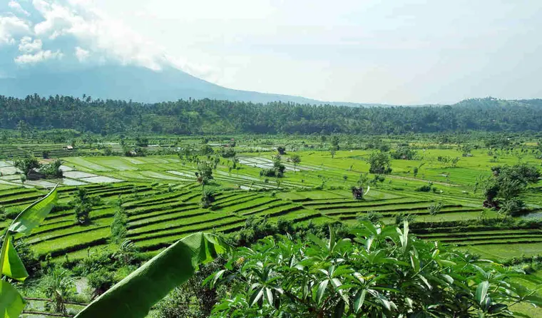 DPS01R_BaliReisfelder