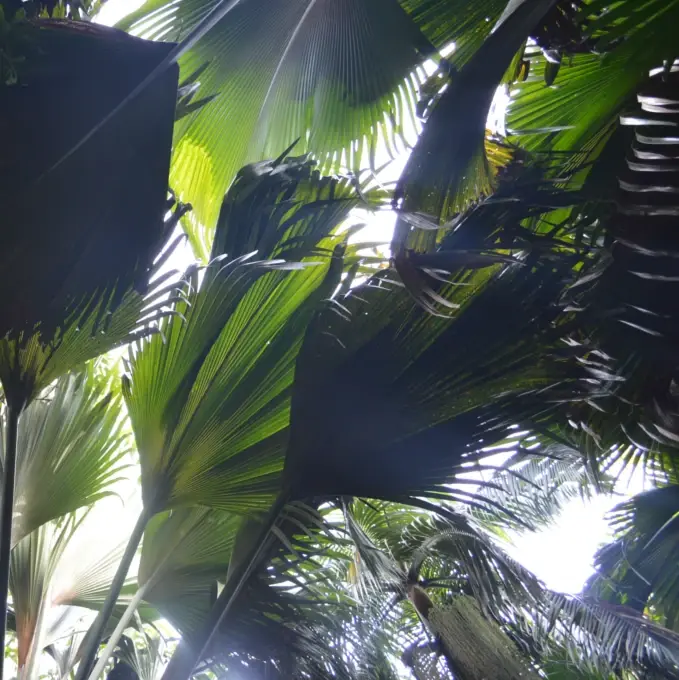 Indischer Ozean, Seychellen Insel Vallee de Mai