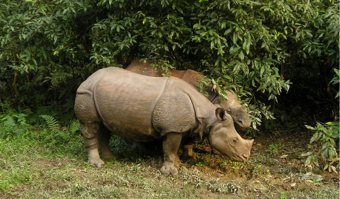 Rhino