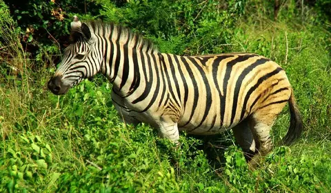 Rundreise Südafrika - Safari, Zebra Rundreise Südafrika - Safari, Zebra