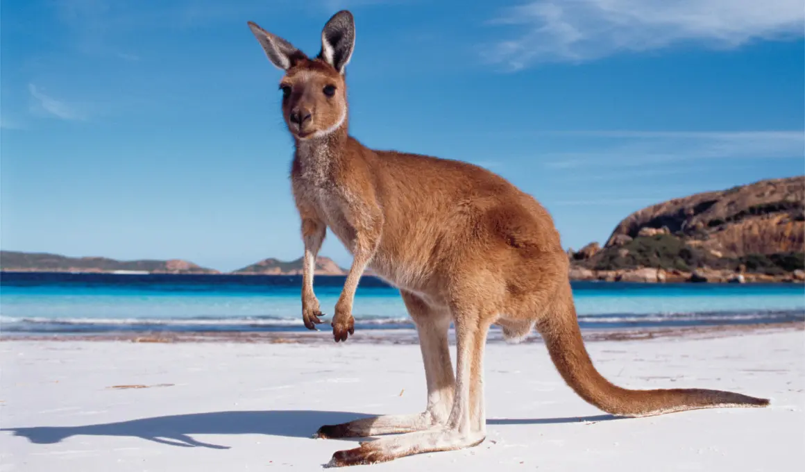 Känguru Australien