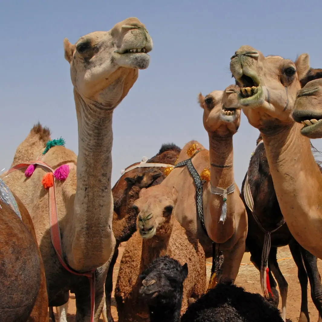 Kamel Wüste Dubai
