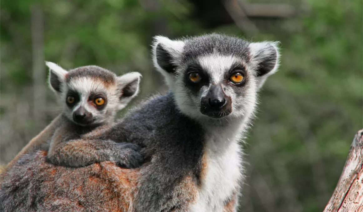 Afrika - Madagaskar Reise Insel der Lemuren