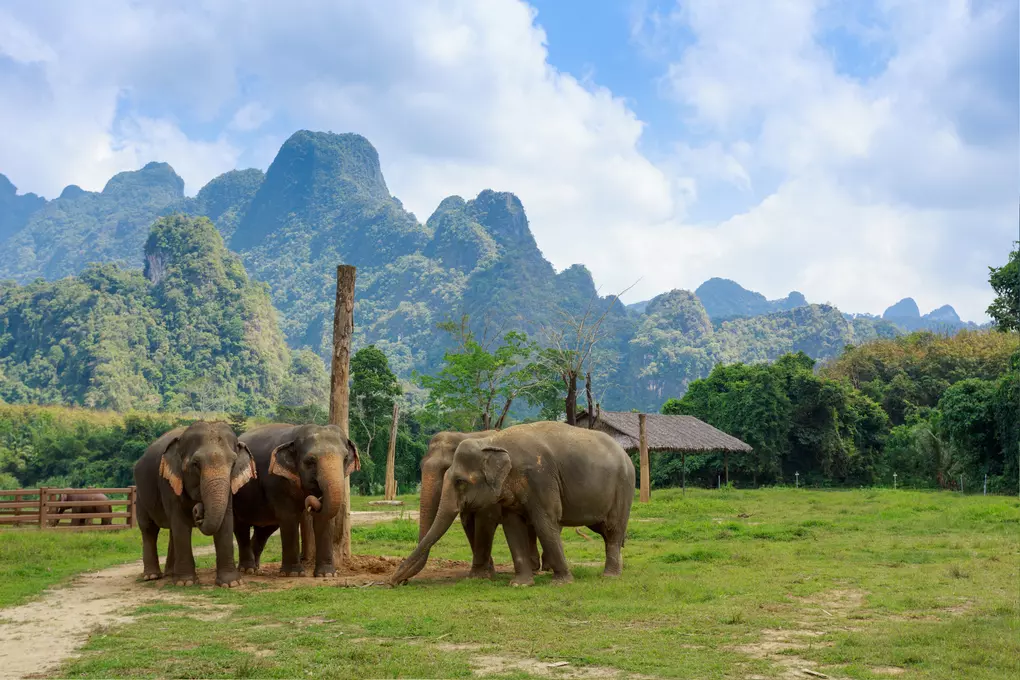 Khao Sok Nationalpark. 2 Nächte im Elephant Hills Camp