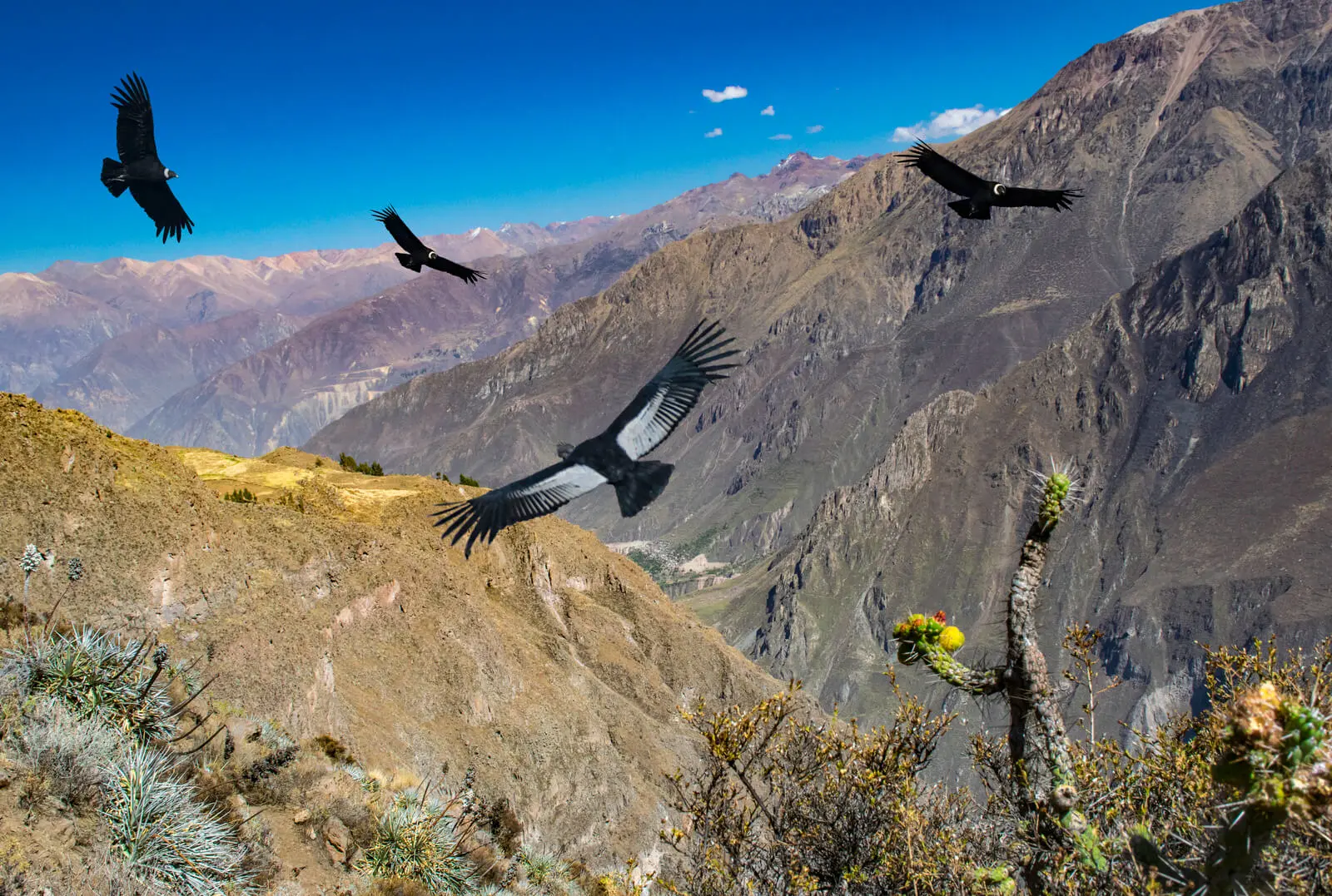 Colca Canyon Peru