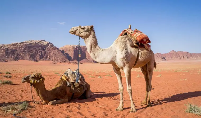 Jordanien_Camel