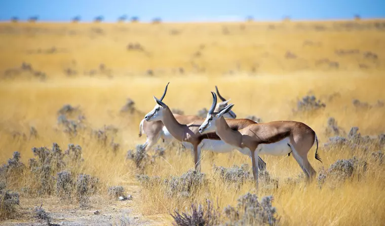 Afrika Rundreise 17 Tage Namibia