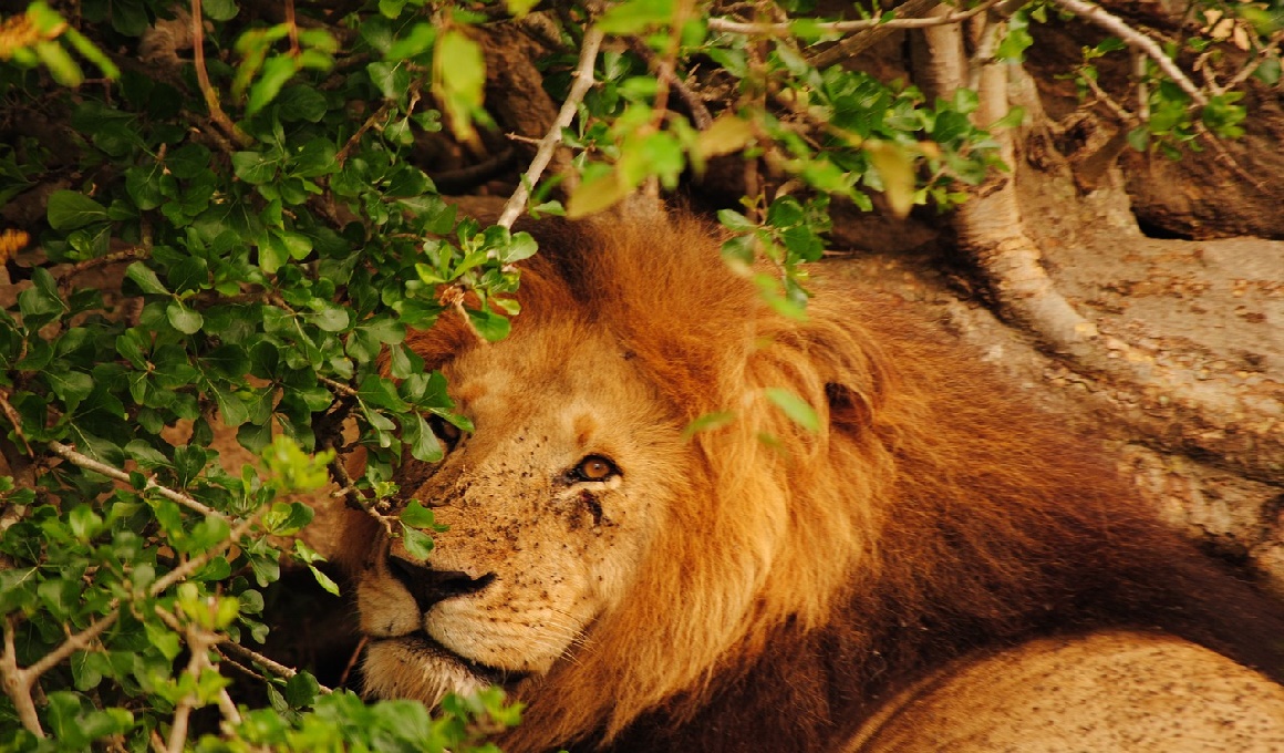 Afrika Urlaub - Höhepunkte Kenias
