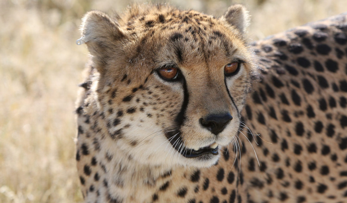 Best of Namibia
