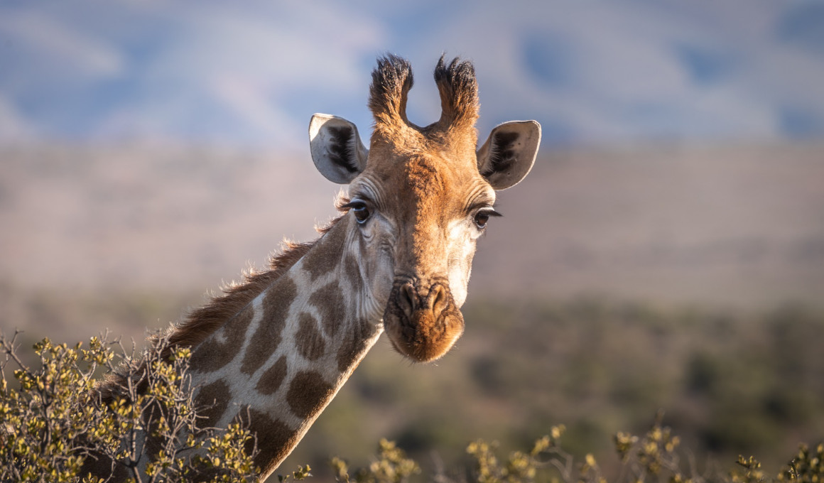 Best of Namibia