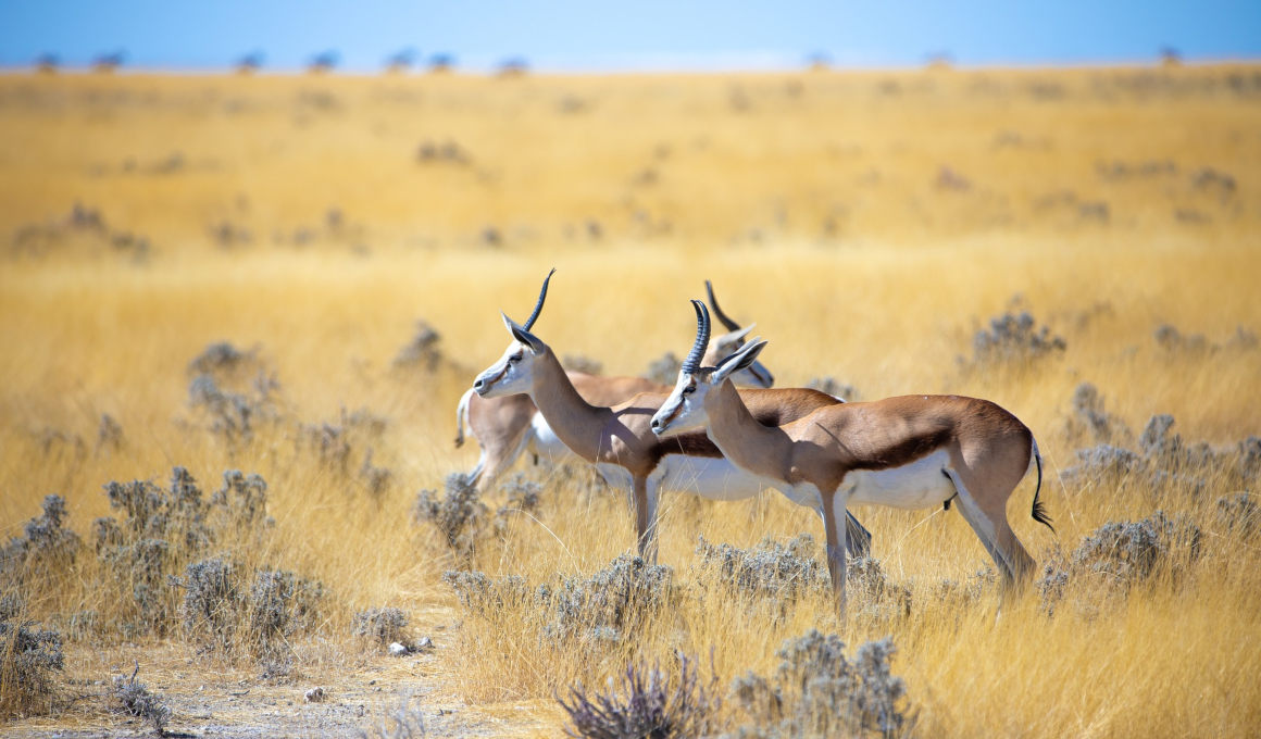Best of Namibia