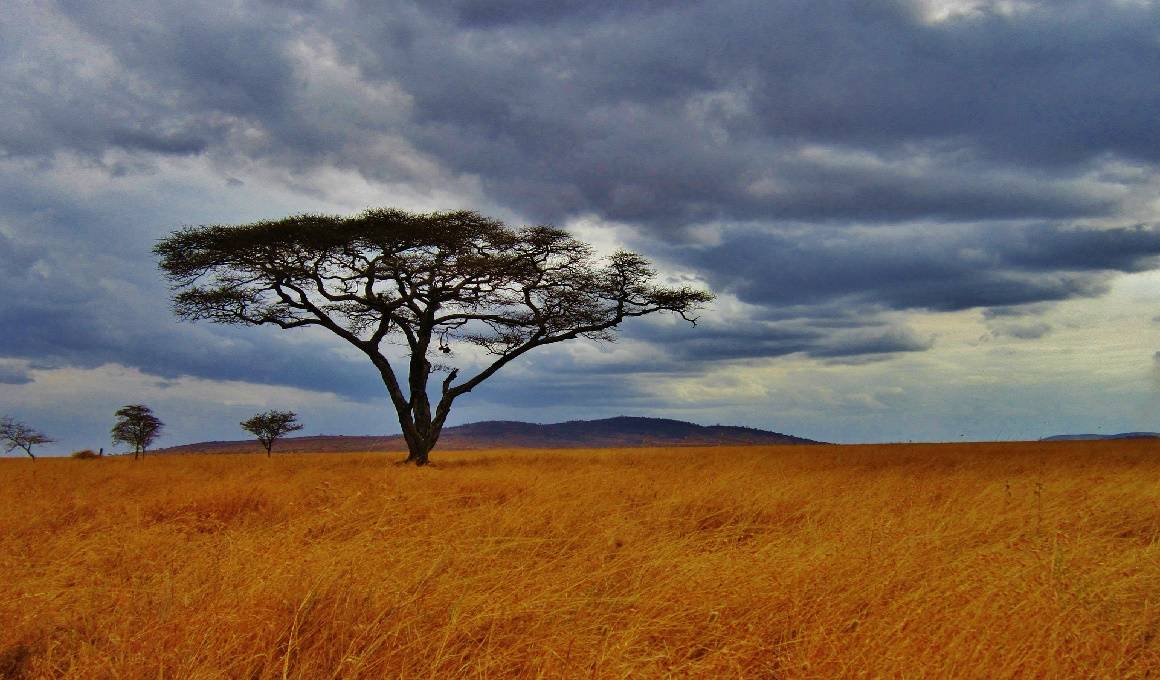 Afrika - Tansania Safari und Sansibar Urlaub