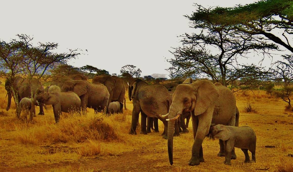 Afrika - Tansania Safari und Sansibar Urlaub