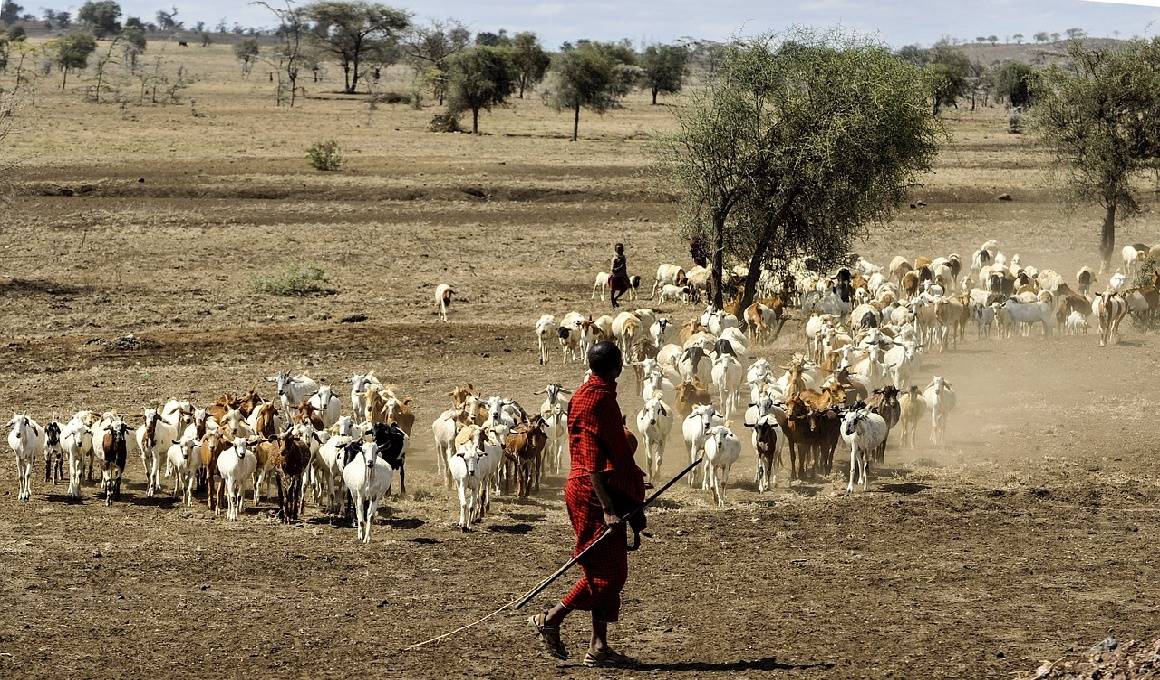 Afrika - Tansania Safari und Sansibar Urlaub