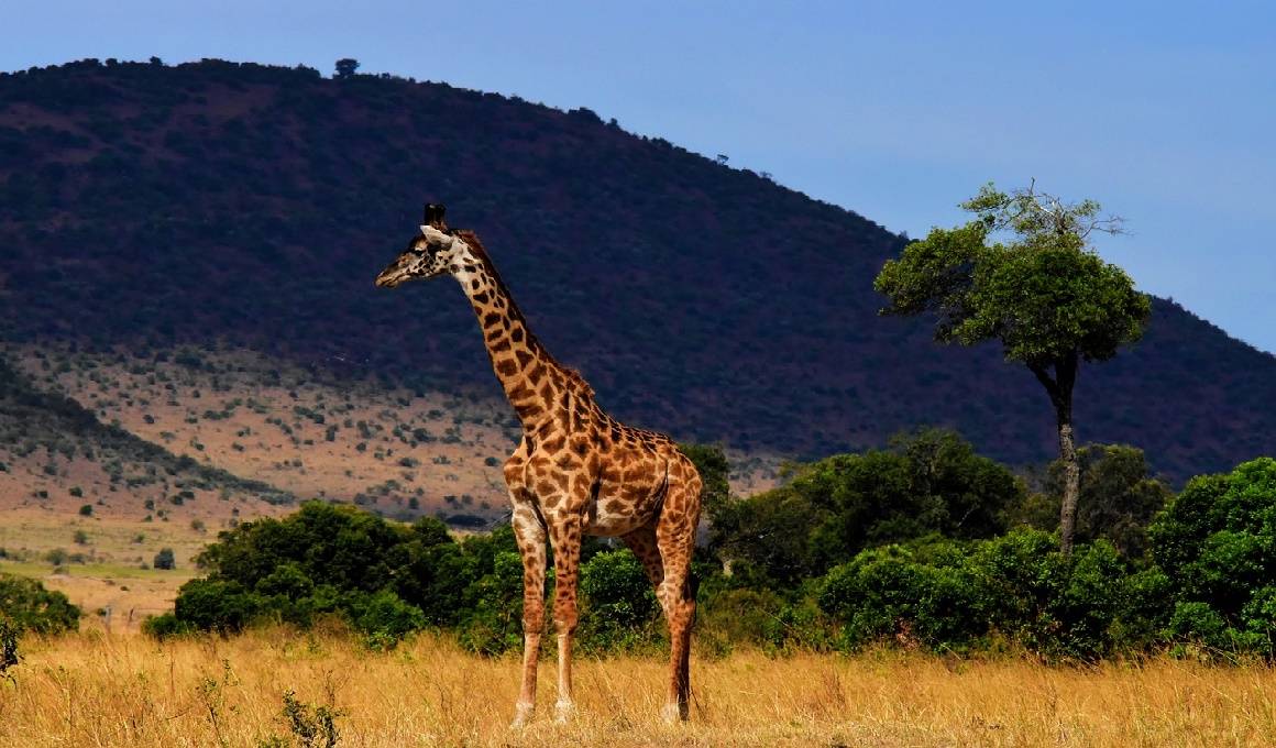 Afrika - Tansania Safari und Sansibar Urlaub