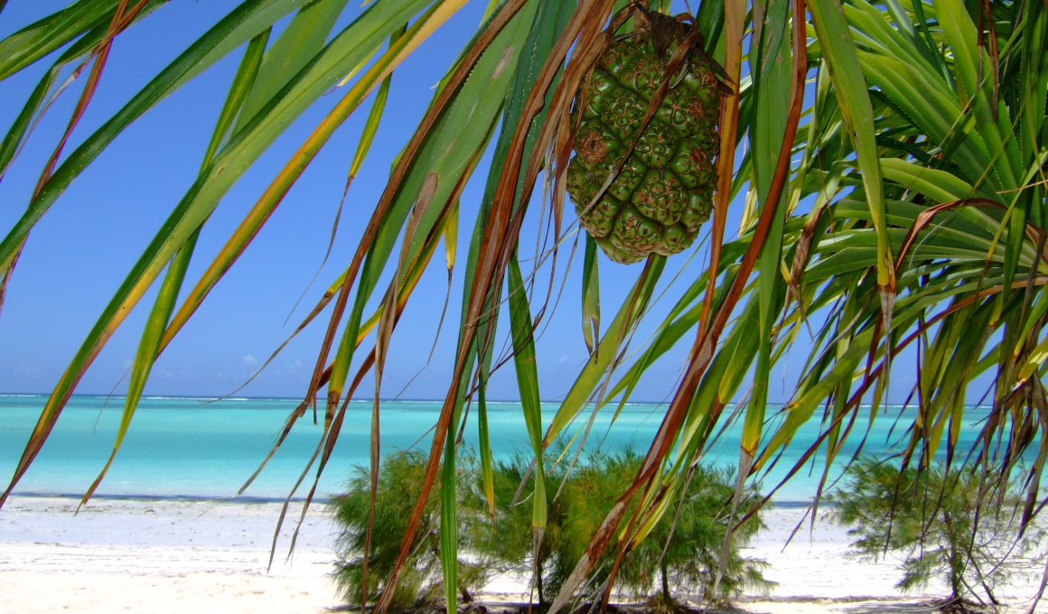 Afrika - Tansania Safari und Sansibar Urlaub