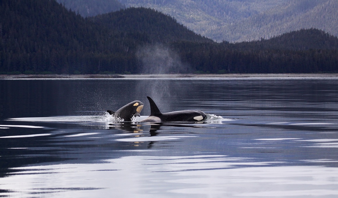 Alaska - Rundreise und Schiffserlebnis mit NCL