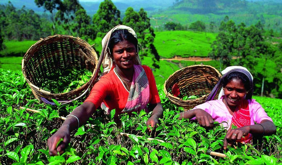 15 Tage Faszination Sri Lanka:Kulturerbe-Landschaften-Strandurlaub (Gruppenprogramm)