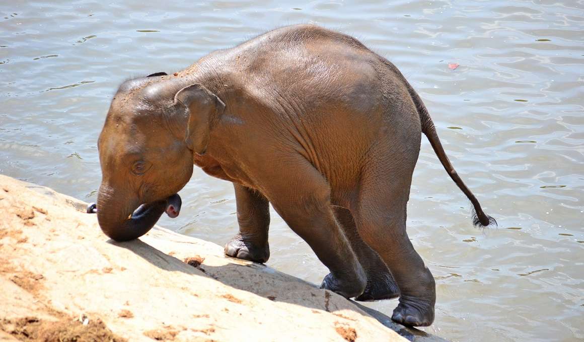 12 Tage Sri Lanka: Glanzlichter Sri Lankas (Privatprogramm)