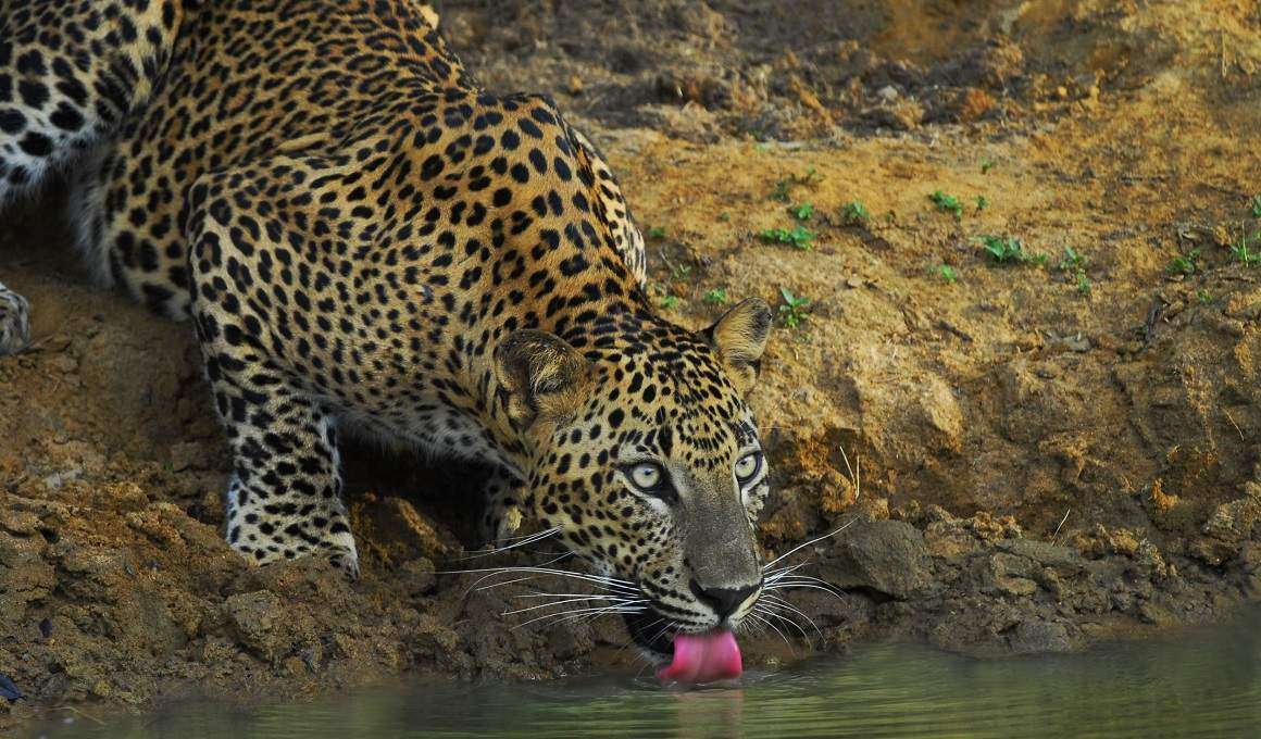 12 Tage Sri Lanka: Glanzlichter Sri Lankas (Privatprogramm)