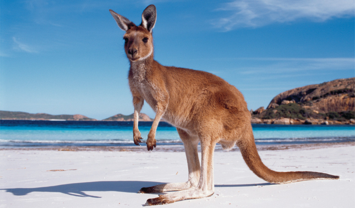 Australien - Kängurus, Koalas & Korallenriffe