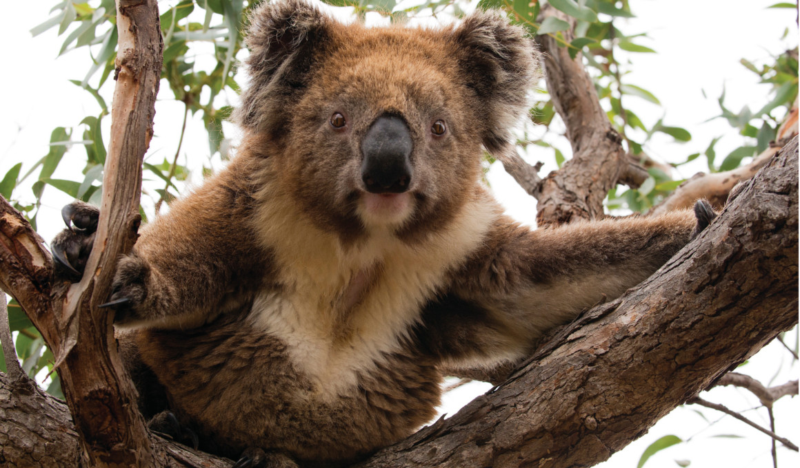 Australien - Kängurus, Koalas & Korallenriffe