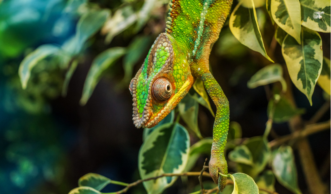 Afrika - Madagaskar Reise Insel der Lemuren