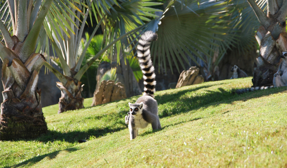 Afrika - Madagaskar Reise Insel der Lemuren